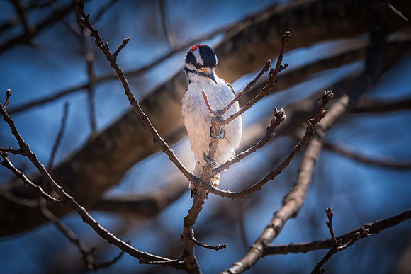 Woodpecker, Parker River Wildlife Center, MA