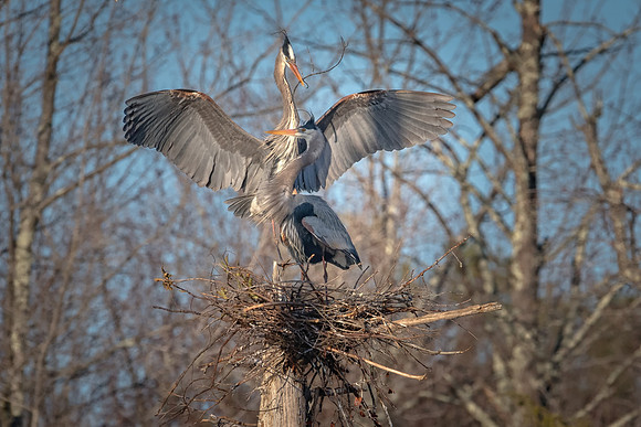 Building the Nest, Great Blue Heron, Monson Center, Milford, NH
