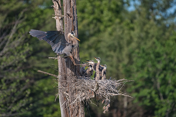 Returning with Food, Heron Pond, Milford, NH