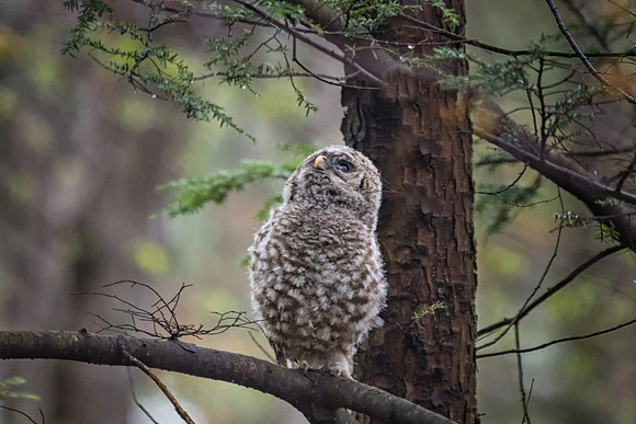 Where are you Mom?  Righty at Fledge, Monson Settlement, Milford, NH
