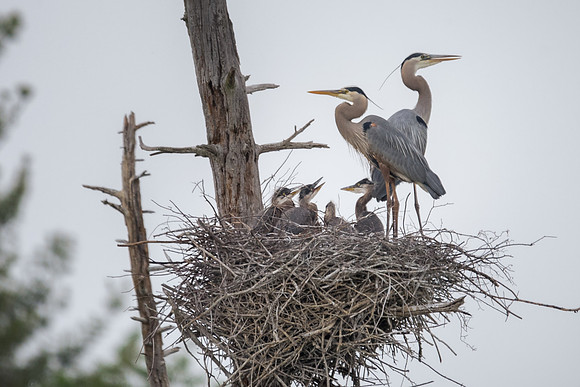 Family Love, Great Blue Herons and Chicks, Heron Pond, Milford, NH