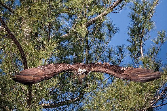 Osprey, Milford, NH