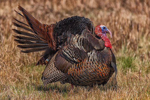 Wild Turkey, Parker River Wildlife Preserve, MA
