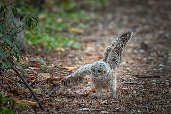 Barred Owlet Lefty, Fallen to the Ground,, Milford, NH