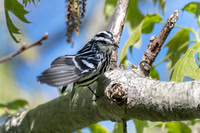 Black and White Warbler, Parker River Wildlife Refuge, Massachusetts.