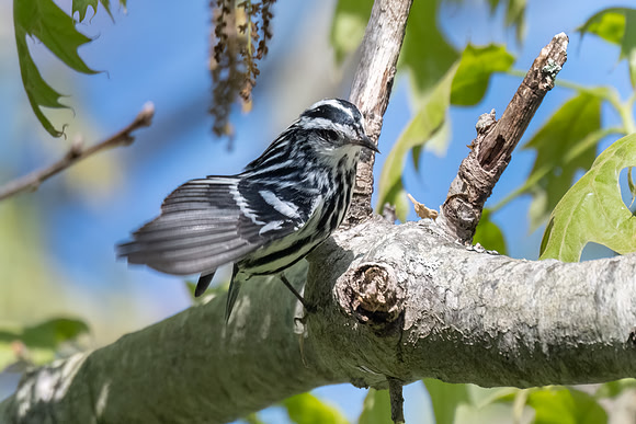 Black and White Warbler, Parker River Wildlife Refuge, Massachusetts.