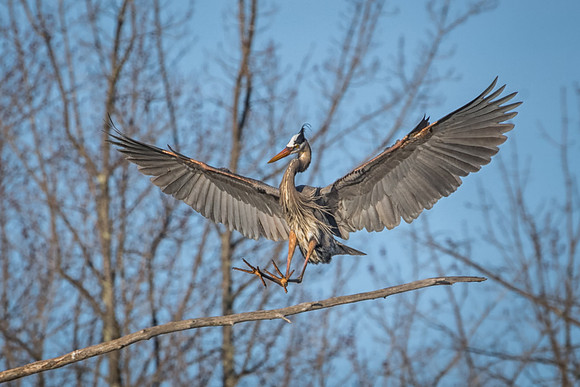 Hop In, Great Blue Heron, Monson Center, Milford, NH