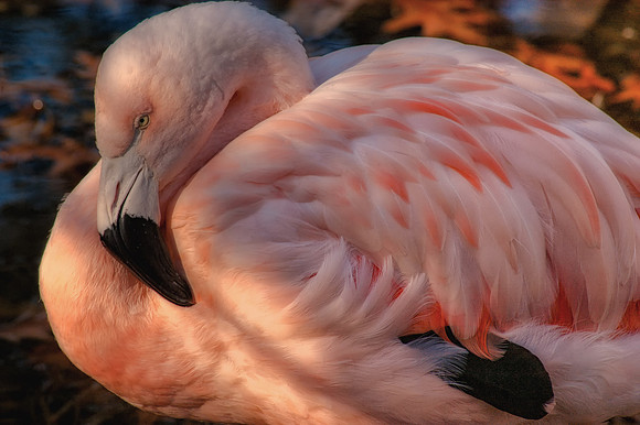 Pink Flamingo