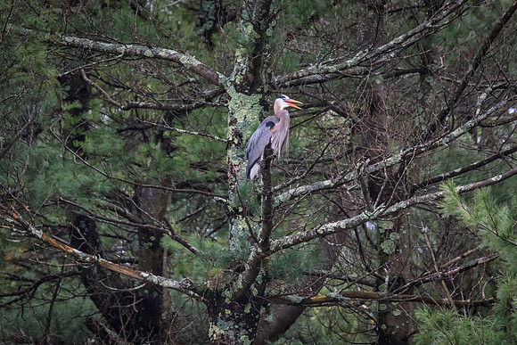 Waiting to Fish, Great Blue Heron, Milford, NH