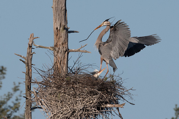 Building the Nest, Great Blue Heron, Monson Center, Milford, NH