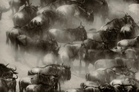 Choas Crossing Great Migration. Mara Conservancy, Kenya, Africa.