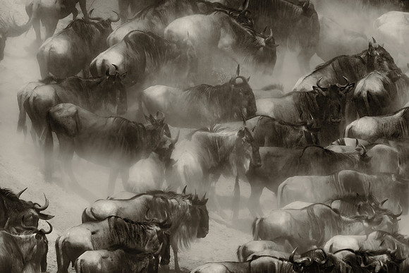 Choas Crossing Great Migration. Mara Conservancy, Kenya, Africa.