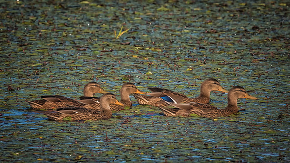 in the Lill Pads, Mallard Family, Heron Pond, Milord, NH