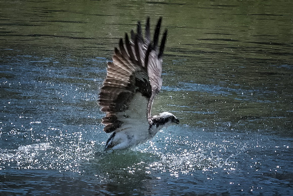 Striking, Osprey, Milford, NH