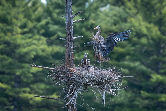Great Blue Heron, Milford, NH