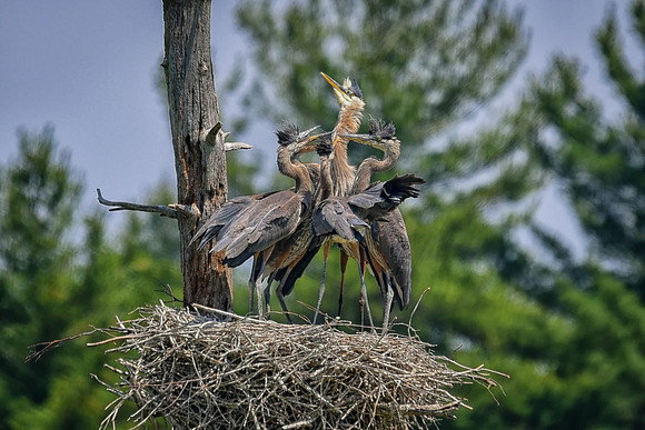 Big Brother Returns, Great Blue Heron, Heron Pond, Milford, NH