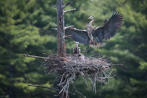 Great Blue Heron, Milford, NH