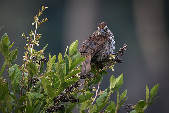 Posing, Heron Pond, Milford, NH