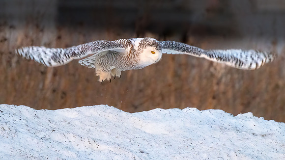 Snowy Owl Ice Liftoff Ater a Drink.  Hampton Beach State Park, NH.