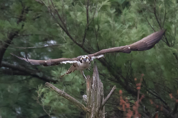 Take Off, Osprey, Milford, NH