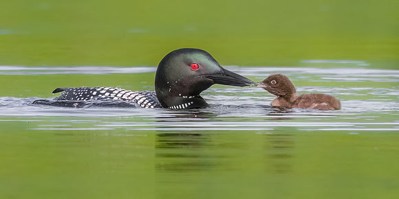 Loon Feeding Chick, Central New Hampshire.  Summer 2023.