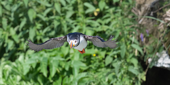 Puffin Fly Out of Burrough.  Ile Aux Perroquet, Quebec, Canada.