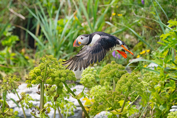 Puffin Take Off.   Ile Aux Perroquet, Quebec, Canada.
