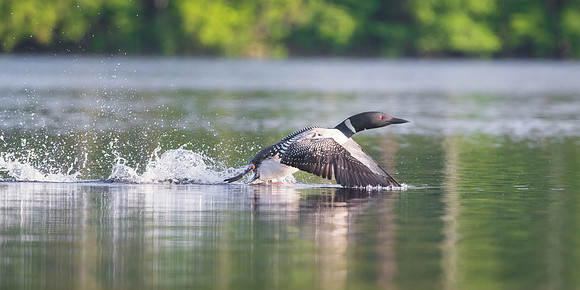 Loon Take Off, Central New Hampshire.  Summer 2023.