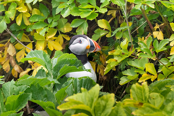 Puffin in Brush.  Ile Aux Perroquet, Quebec, Canada.