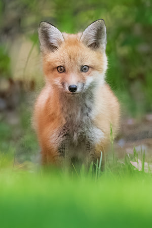 Red Fox Kit Portrait.  Amherst, NH.