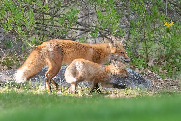 Momma Red Fox and Kit Walking.  Amherst, NH.