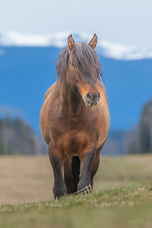 Wild Stallion.  Alberta, Canada.