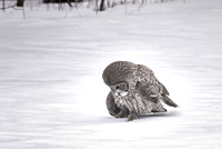 Hunting Under the Snow, Great Gray Owl, Robert Moses State Park, Messina, NY 2017