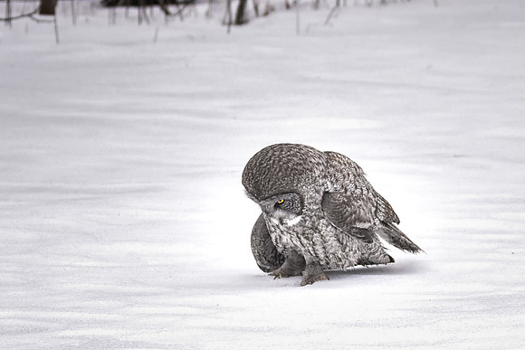 Hunting Under the Snow, Great Gray Owl, Robert Moses State Park, Messina, NY 2017