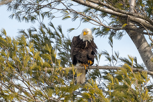 Male Bald Eagle On High Alert.  Waltham, Massachusetts