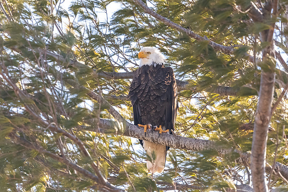 Male Bald Eagle Perched.  Waltham, Massachusetts