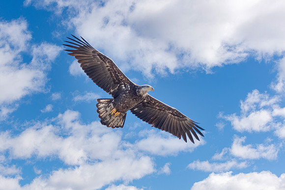 Juvenile Bald Eagle Soaring. Deer Island, Massachusetts