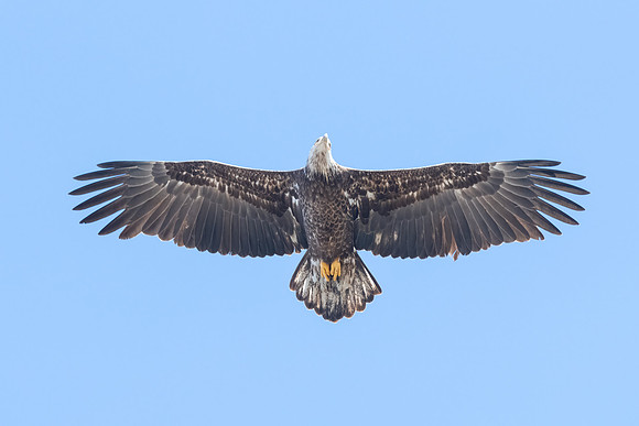 Juvenile Bald Eagle. Deer Island, Massachusetts
