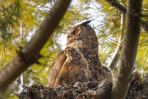 Great Horned Owl Momma in Nest.  Boston, Massachusetts.  2021