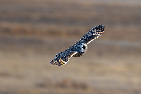 Banking a Turn.  Short-Eared Owl Hunting the Marsh.  Parker River Wildlife Refuge, Massachusetts