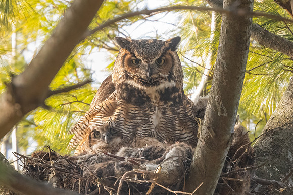 Peering from Her Feathers.  Great Horned Owl and Owlet. Boston, Massachusetts.  2021