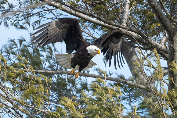The Take Off.  Bald Eagle.  Eastern Massachusetts. May 2021.
