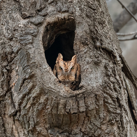Red Morph Screech Owl Looking.  Newburyport, Massachusetts
