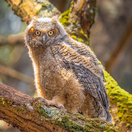 Newly Fledged.  Great Horned Owlet. Chelmsford, Massachusetts. 2020
