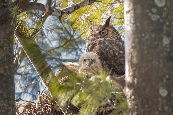 Great Horned Owl and Owlet. Boston, Massachusetts.  2021
