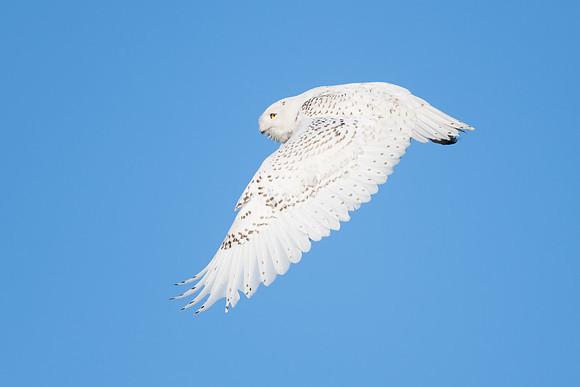 Snowy Owl in Blue Sky. Hampton, New Hampshire. 2021