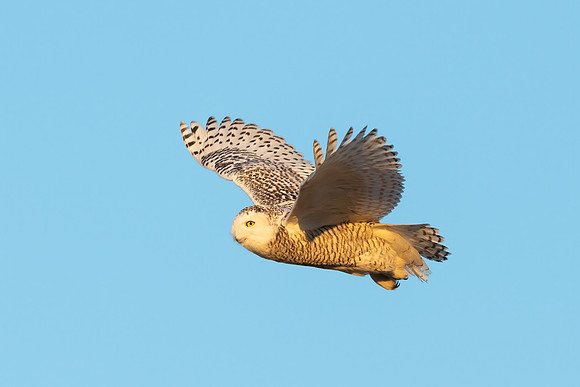 Clear Flying. Dark-Barred Snowy Owl. Biddeford, Maine 2021