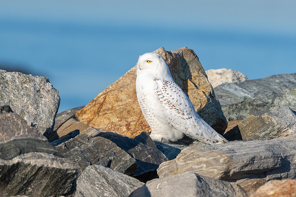 Staring Out to Sea. Snowy Owl. Hampton, New Hampshire. 2021