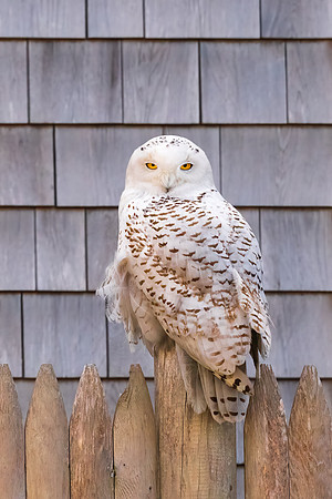 Classic New England.  Snowy Owl on Fence.  Biddeford, Maine 2021
