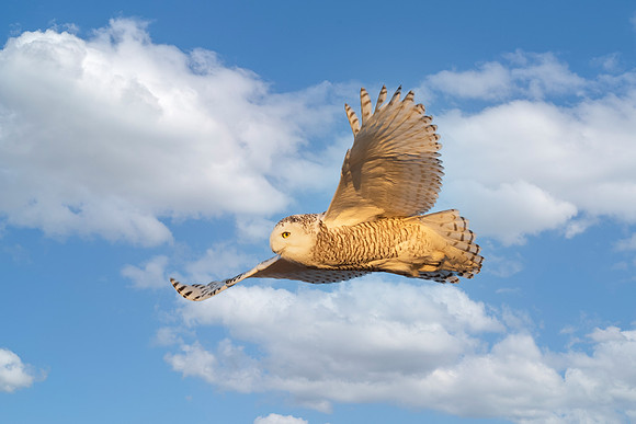 Dark-Barred Snowy Owl in High Sky. Biddeford, Maine 2021